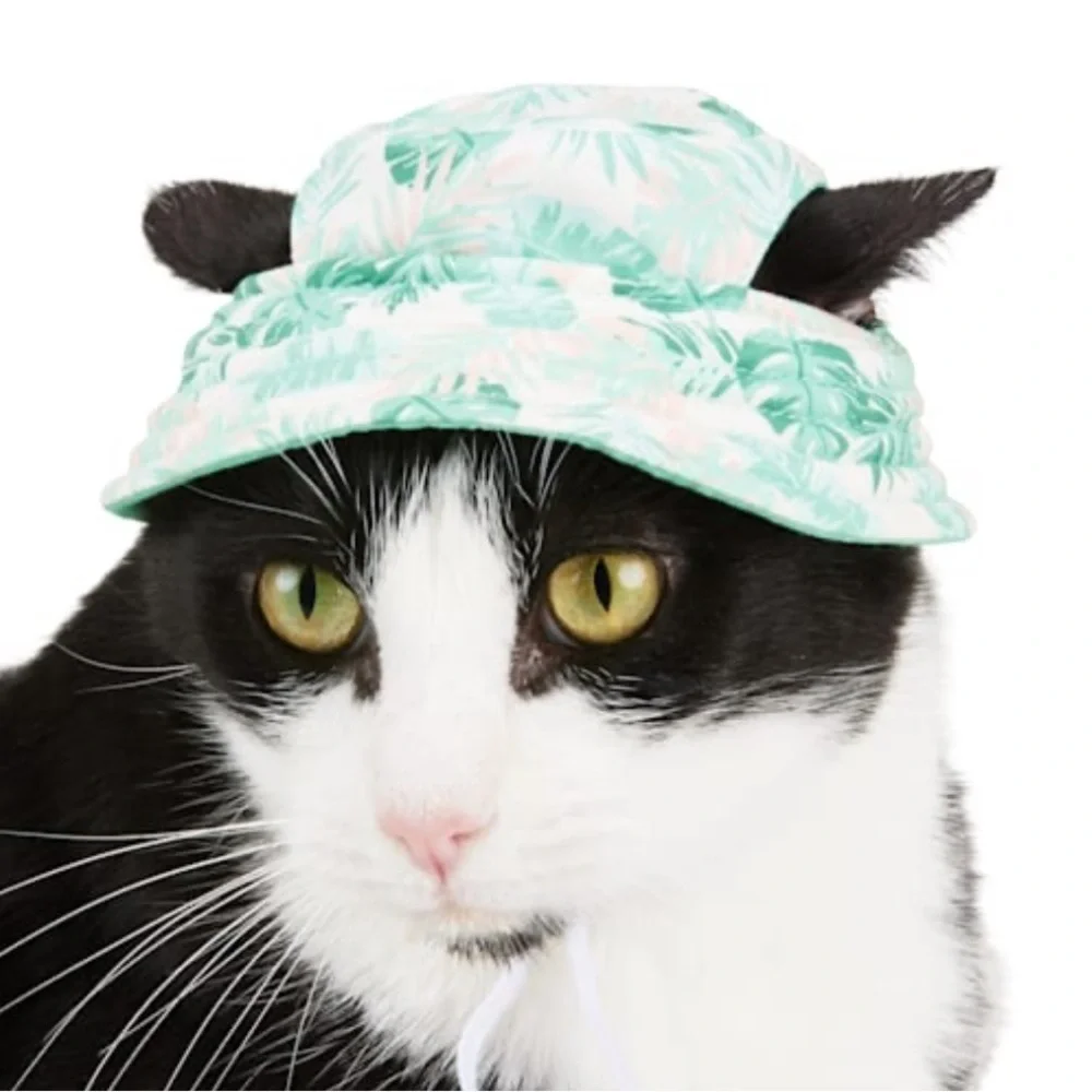 cat hat